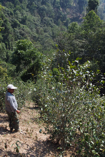 漫撒古樹青餅2013年プーアル茶