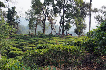 漫撒古樹青餅2013年プーアル茶