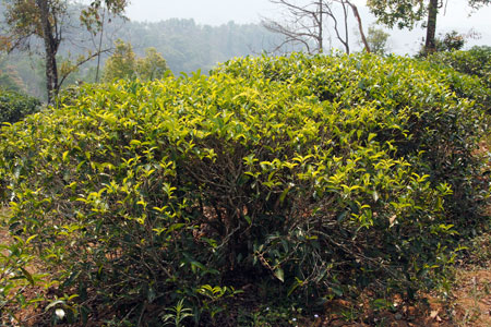 漫撒古樹青餅2013年プーアル茶