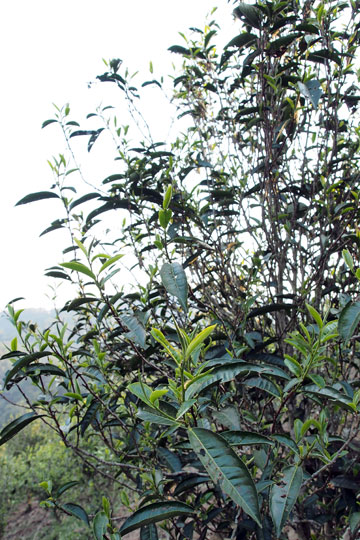 漫撒古樹青餅2013年プーアル茶