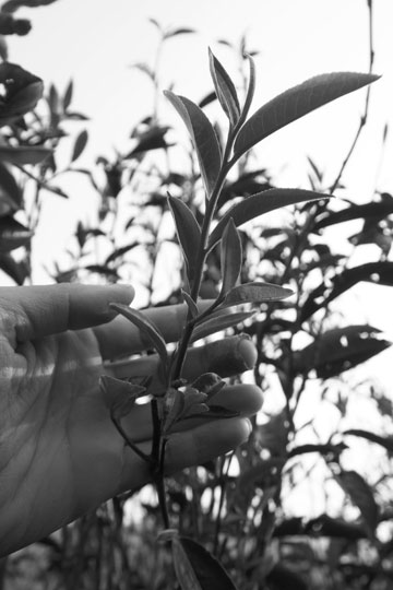 漫撒古樹青餅2013年プーアル茶