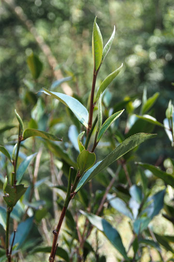 漫撒古樹青餅2013年プーアル茶