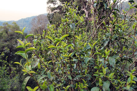 漫撒古樹青餅2013年プーアル茶