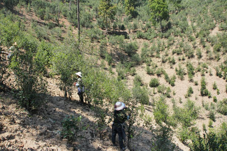 丁家老寨青餅2013年プーアル茶