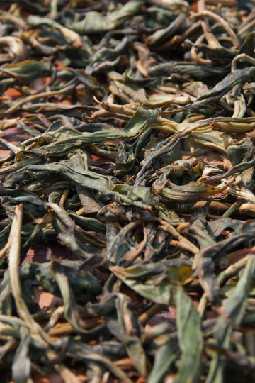 漫撒古樹青餅2013年プーアル茶