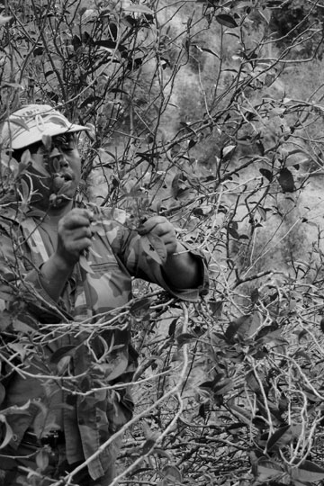 漫撒古樹青餅2013年プーアル茶