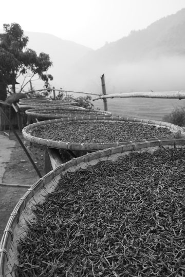 漫撒古樹青餅2013年プーアル茶