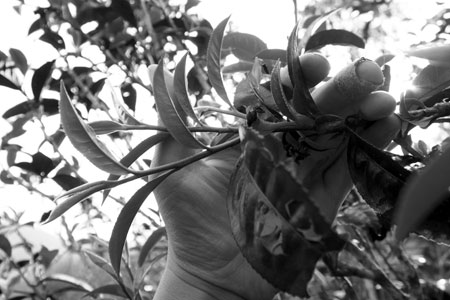 漫撒古樹青餅2013年プーアル茶