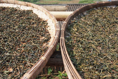 漫撒古樹青餅2013年プーアル茶