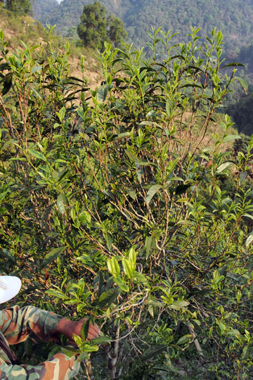 漫撒古樹青餅2013年プーアル茶