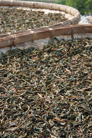 漫撒古樹青餅2013年プーアル茶