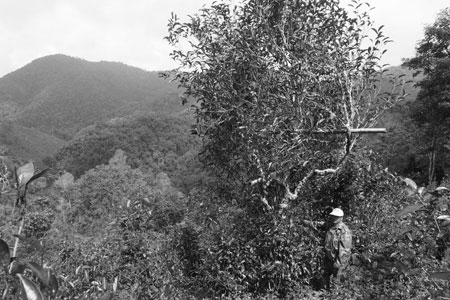 漫撒古樹青餅2013年プーアル茶