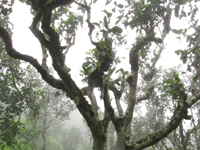孟宋の古茶樹