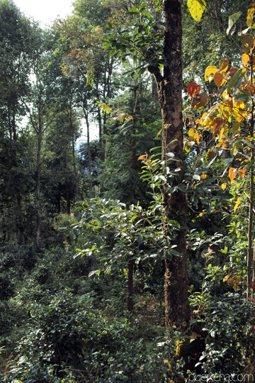 紫・むらさき秋天紅茶2011年