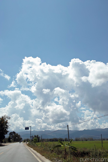 紫・むらさき秋天紅茶2011年