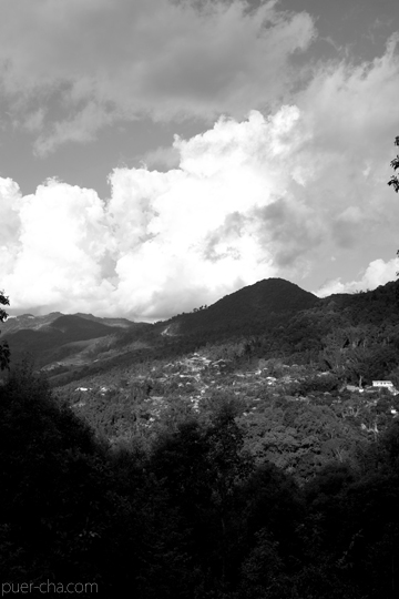 紫・むらさき秋天紅茶2011年