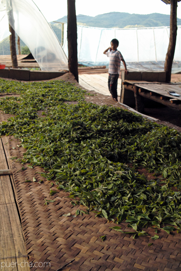 紫・むらさき秋天紅茶2011年