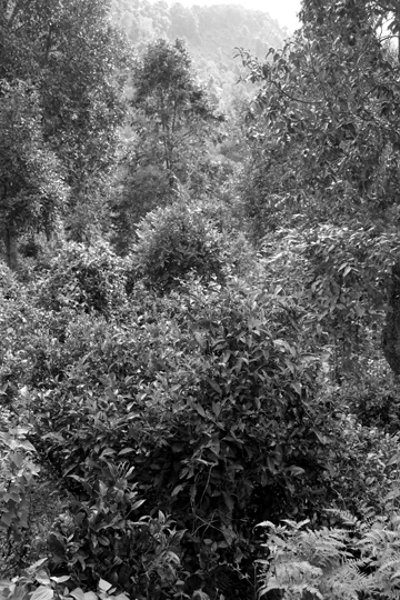 紫・むらさき秋天紅茶2011年