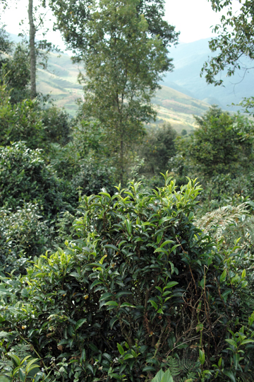 紫・むらさき秋天紅茶2011年