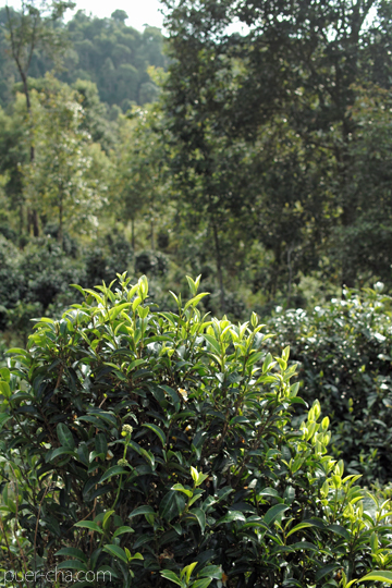 紫・むらさき秋天紅茶2011年