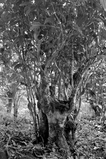 紫・むらさき秋天紅茶2011年