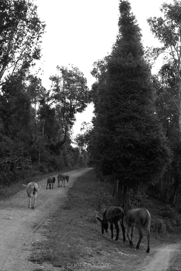 紫・むらさき秋天紅茶2011年