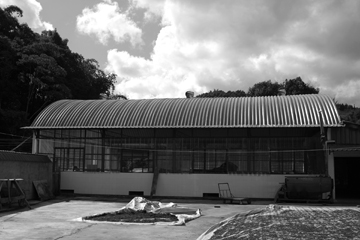 紫・むらさき秋天紅茶2011年