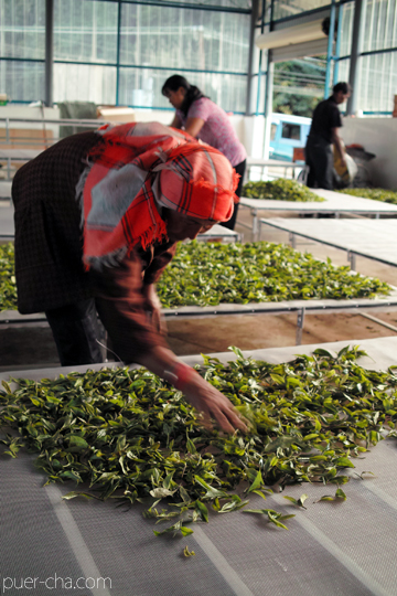 紫・むらさき秋天紅茶2011年