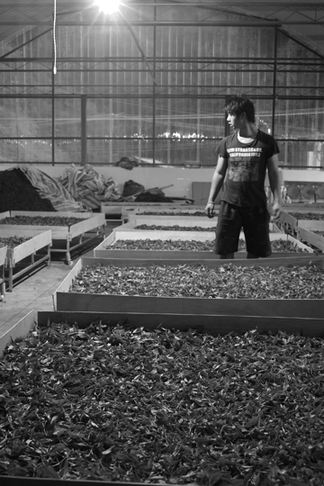 紫・むらさき秋天紅茶2011年