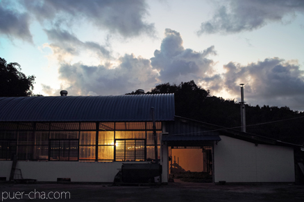 紫・むらさき秋天紅茶2011年