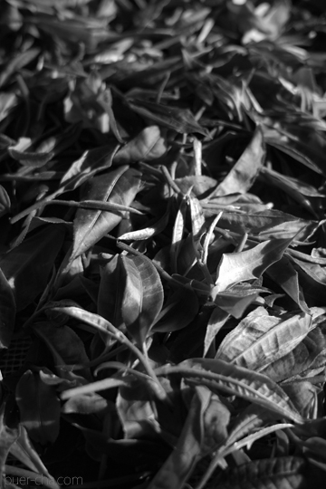 紫・むらさき秋天紅茶2011年