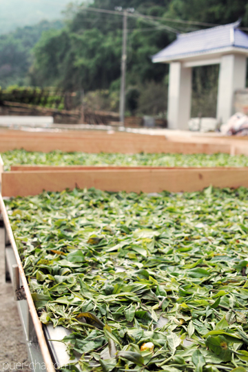 紫・むらさき秋天紅茶2011年