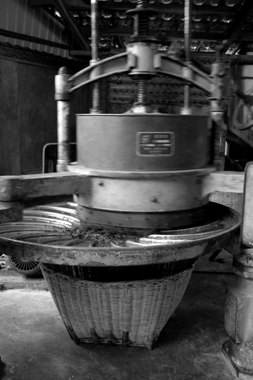 紫・むらさき秋天紅茶2011年