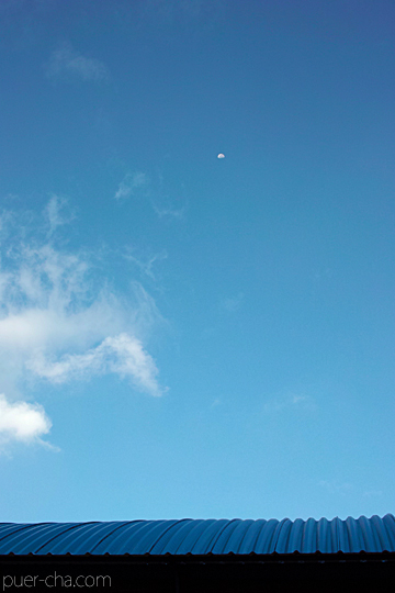 紫・むらさき秋天紅茶2011年