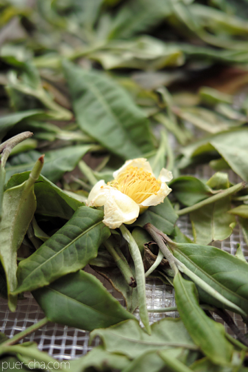 紫・むらさき秋天紅茶2011年