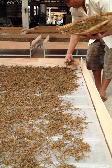 紫・むらさき秋天紅茶2011年