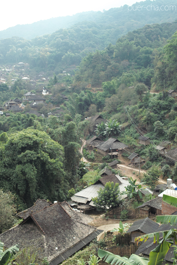 紫・むらさき秋天紅茶2011年