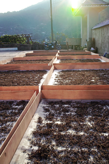 紫・むらさき秋天紅茶2011年