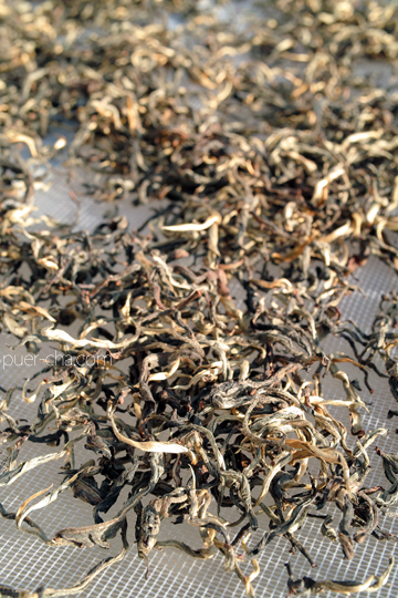 紫・むらさき秋天紅茶2011年