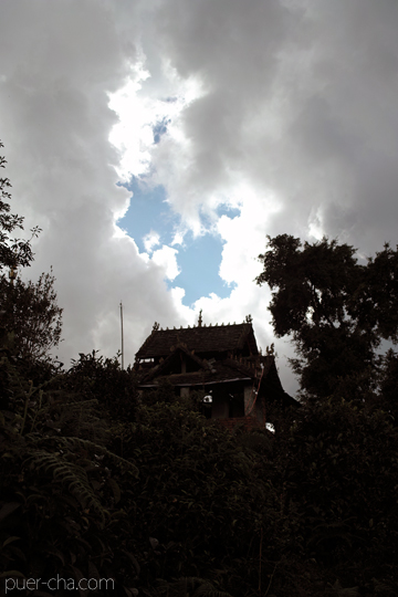 紫・むらさき秋天紅茶2011年