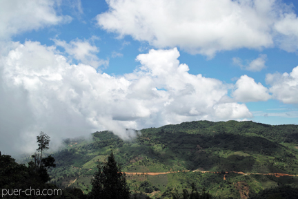 南糯古樹青餅2010年