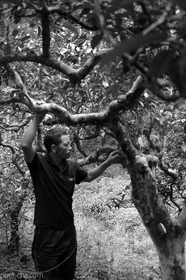 南糯古樹青餅2010年