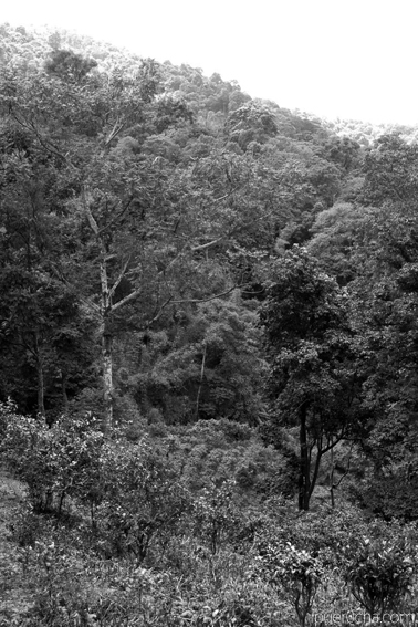 南糯古樹青餅2010年