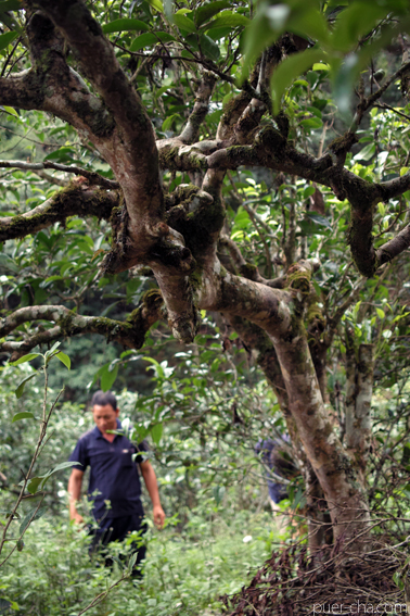 南糯古樹青餅2010年