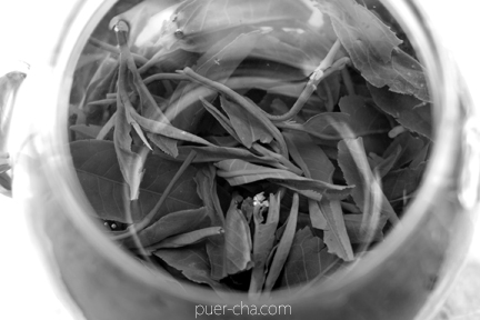 南糯古樹青餅2010年