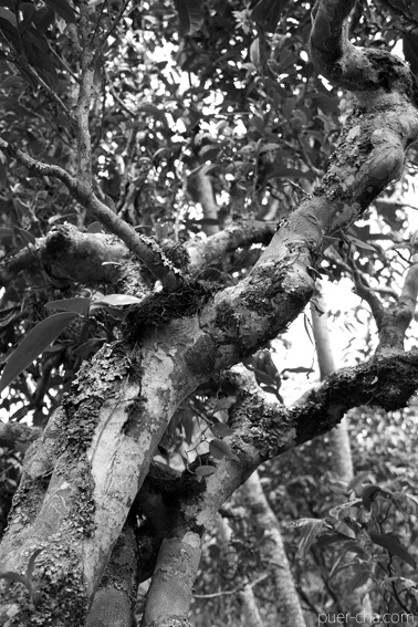 南糯古樹青餅2010年