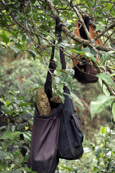 南糯古樹青餅2010年