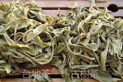 南糯古樹青餅2010年