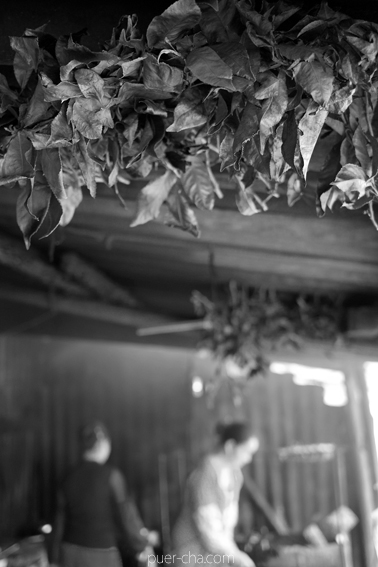 南糯古樹青餅2010年