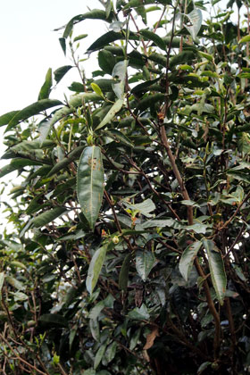 帕沙山　古茶樹